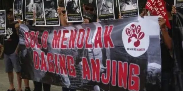 Dulu Dikejutkan Ternak Anjing di Solo, Kini Ternak Babi Di Sragen