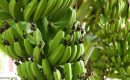 Babo EJB : Belajar Agro Industri Pisang di China