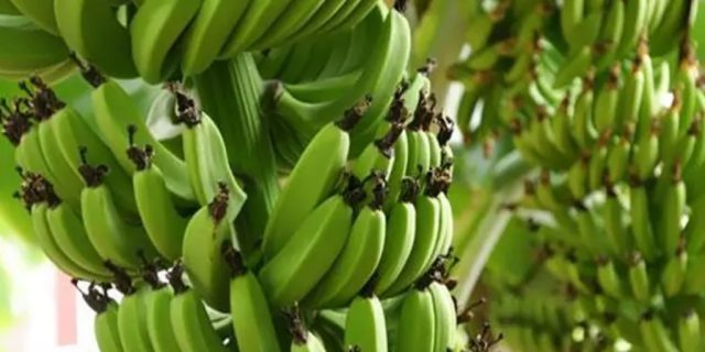 Babo EJB : Belajar Agro Industri Pisang di China