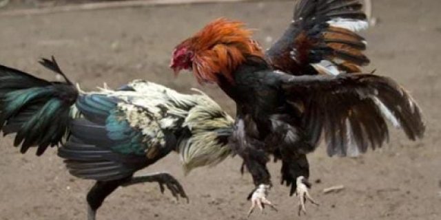 Sarang Judi Sabung Ayam di Sugihwaras Merasa Kebal Hukum, Polsek Bagor dan Polres Nganjuk Harus Bertindak Tegas Sarang Judi Sabung Ayam di Sugihwaras Merasa Kebal Hukum, Polsek Bagor dan Polres Nganjuk Harus Bertindak Tegas