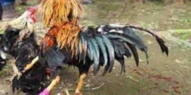 Judi sabung ayam di Ngadiluwih Kediri diduga kebal hukum karena ada beking oknum TNI, masyarakat minta Polres tindak tegas pelakunya!!