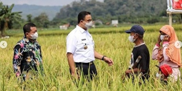 Anies Panen Padi di Sumedang, Kerjasama Pemprop DKI dan Pemkab Sumedang
