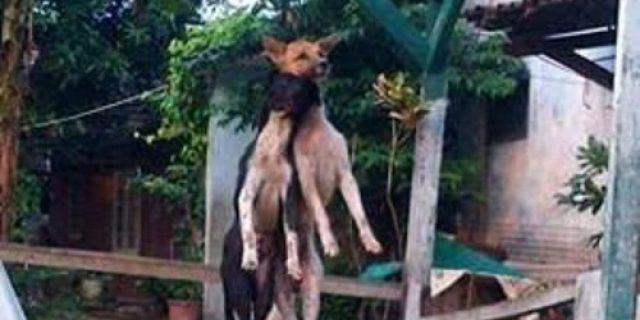 Kisah Raja Dan Anjing Yang Digantung