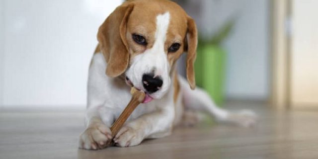 Cuitan Gibran “Cara menaklukkan anjing adalah dengan memberinya tulang. Ahai!”, sindir AHY?