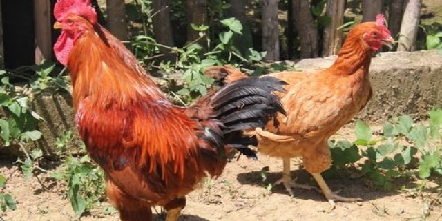 Gerakan Kembali Ke Ayam Kampung