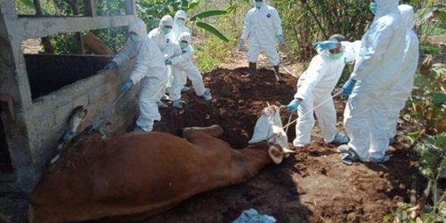 Sebanyak 30 Warga Gunungkidul Positif Terpapar Virus Anthraks, Kenali Dan Bagaimana Cara Mengobatinya