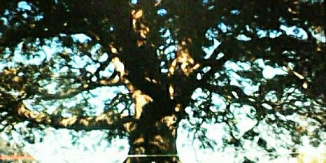 Puisi Kholik Anhar: Benih Illahi