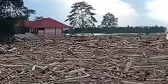 Datang Kayu, Pergi Malu