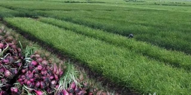 Varietas Lokal Tak Muncul, Upland 2025 Bisa Jadi Skandal Baru Varietas Lokal Tak Muncul, Upland 2025 Bisa Jadi Skandal Baru