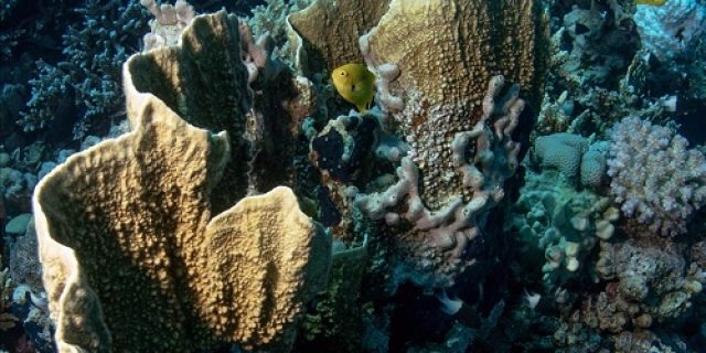 Ahli Kelautan University of California: Pemanasan samudra mengancam keanekaragaman hayati dan populasi pesisir