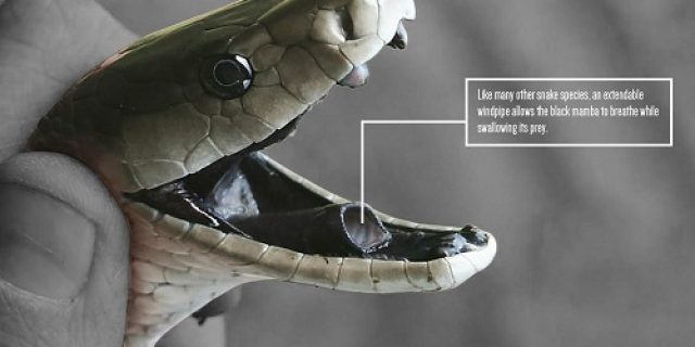 Misteri “Black Mamba” Dirumah Sahroni? Ini Fakta Sebenarnya Yang Jarang Diketahui