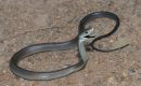 Viral “Black Mamba”? Dari Ular Afrika ke Sex Toy