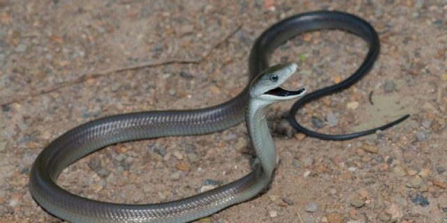 Viral “Black Mamba”? Dari Ular Afrika ke Sex Toy