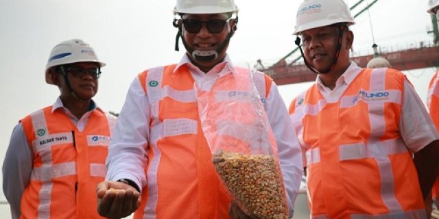 BULOG Segera Gelontorkan Jagung Pakan Untuk Stabilkan Harga Di Peternak BULOG Segera Gelontorkan Jagung Pakan Untuk Stabilkan Harga Di Peternak