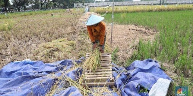 Pemerintah Siapkan Aturan Baru Soal HPP, Penyerapan Bulog Diharapkan Lebih Optimal Pemerintah Siapkan Aturan Baru Soal HPP, Penyerapan Bulog Diharapkan Lebih Optimal