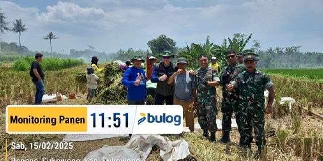 Sinergi Bulog Jember dan TNI Guna Serap Gabah-Beras Petani, Tak Kenal Hari Libur