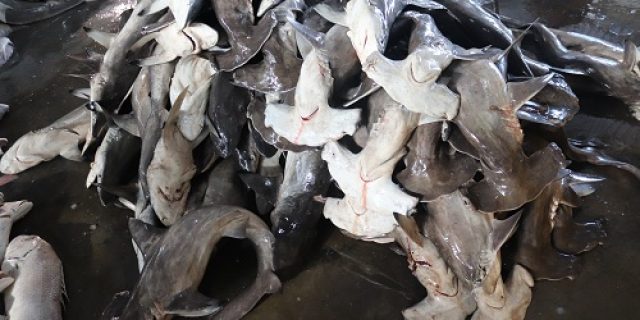 Aksi Selamatkan Hiu: Pemuda Banyuwangi Kembangkan Aplikasi Berbasis Kecerdasan Buatan untuk Identifikasi Spesies Hiu Secara Akurat Aksi Selamatkan Hiu: Pemuda Banyuwangi Kembangkan Aplikasi Berbasis Kecerdasan Buatan untuk Identifikasi Spesies Hiu Secara Akurat