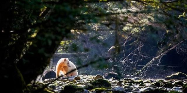 Bagaimana pendanaan karbon menumbuhkan harapan baru bagi hutan utara