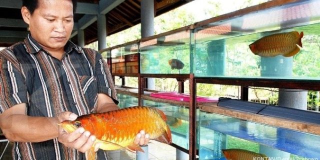 Wow, Aset Perusahaan Penangkaran Ikan Arwana Ini Cuma Rp 300 M, Tapi Jiwasraya Investasi Rp 6,39 Triliyun
