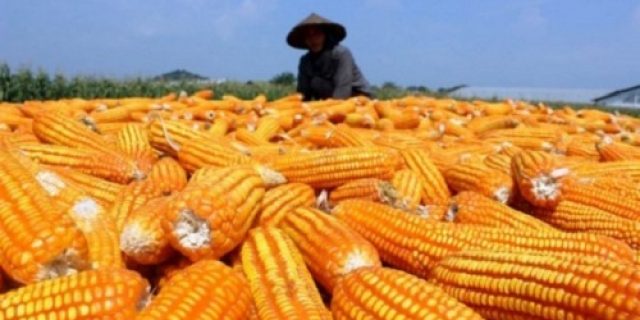 Bulog Akan Mengimpor 500.000 Ton Jagung Dari 3 Negara