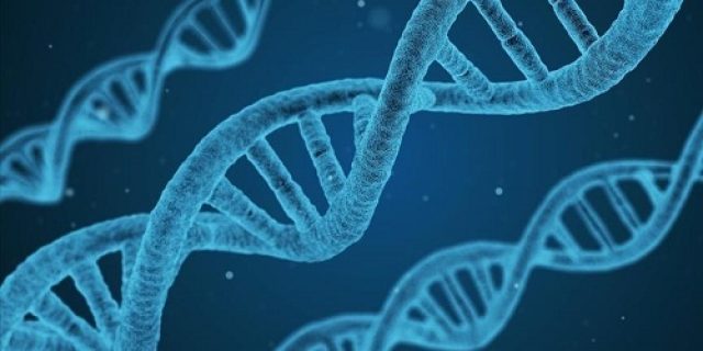 Studi baru menemukan gen pencernaan karbohidrat berusia 800.000 tahun