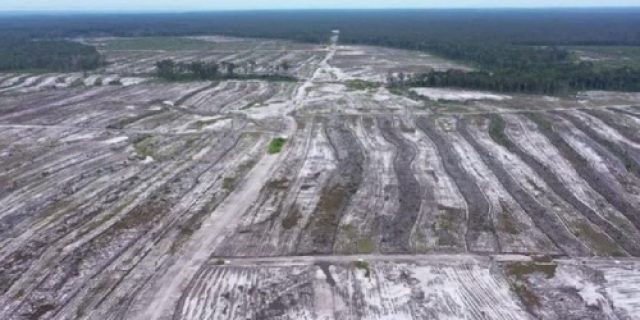 Gagalnya Food Estate dan Hilangnya Plasma Nutfah Tanaman Obat Gagalnya Food Estate dan Hilangnya Plasma Nutfah Tanaman Obat