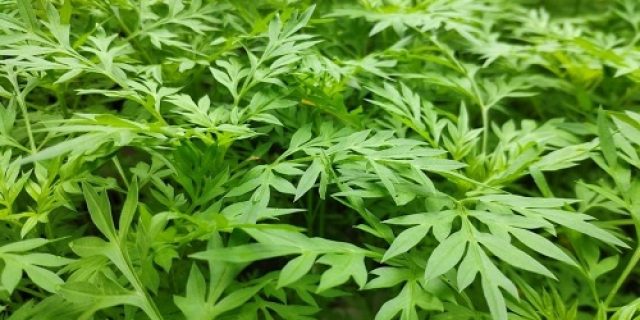Kenikir (Cosmos caudatus): Kandungan, Cara Pengolahan, dan Manfaatnya