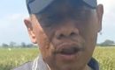 Kepala DKPP Sumenep Kunjungi Lokasi Demplot Benih Padi HMS 700: Umur Pendek dan Tahan Wereng