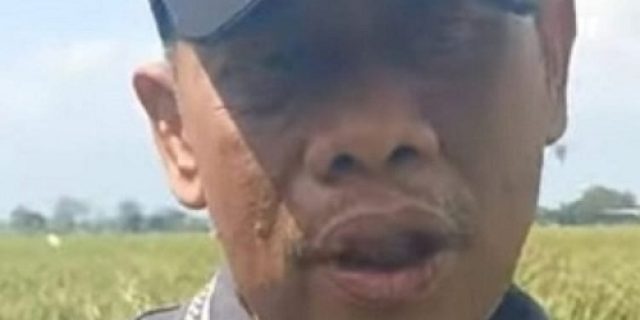 Kepala DKPP Sumenep Kunjungi Lokasi Demplot Benih Padi HMS 700: Umur Pendek dan Tahan Wereng