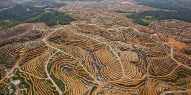 Kekayaan Keragaman Hayati Tercabut Dari Bumi Sumatra
