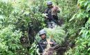 Indonesia Surganya Bisnis Ganja, Dalam 4 tahun Ditemukan 13 Ladang Ganja Dari Aceh Hingga Papua