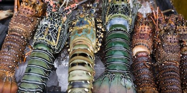 Nelayan, Pengusaha Dan Agen Lobster Jadi ATM Aparat Penegak Hukum