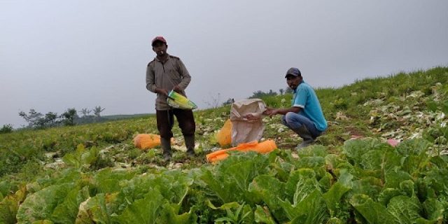 Sejahterakan Petani,  Lumajang Akan Gelar Kampanye Beli Bahan Langsung ke Petani