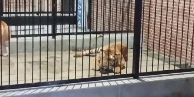 Seorang pembantu tewas diterkam macan, majikan cuma divonis 2 bulan, Taufiq: Itu tidak benar, sudah pasti jaksa dan hakim sakit kembung