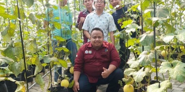 Desa Pakisaji Panen Kali Kedua Melon Golden Intanon Program Ketahanan Pangan