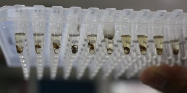 Ahmad Cholis Hamzah: Perlu Ada Klarifikasi Pemerintah Tentang Penyebaran Nyamuk Modifikasi Ahmad Cholis Hamzah: Perlu Ada Klarifikasi Pemerintah Tentang Penyebaran Nyamuk Modifikasi