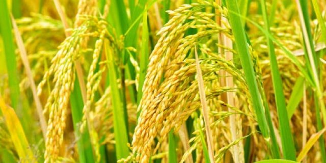 Mulai Tahun 2023 Bulog Pegang Kendali Komoditas Pajale