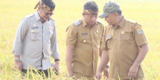 Bapanas Akan Tutup Keran Impor Bulog Ketika Panen Raya Tiba Bapanas Akan Tutup Keran Impor Bulog Ketika Panen Raya Tiba