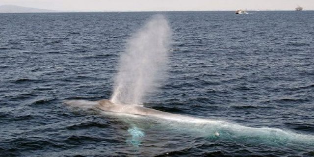 Mengapa paus biru berhenti bernyanyi? Misteri yang mengkhawatirkan para ilmuwan