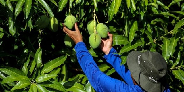 Studi: Perubahan iklim menempatkan tanaman pangan utama dunia pada risiko tinggi