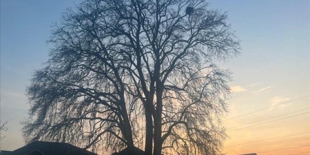 Raksasa yang menghilang: Pohon Chinar kuno Kashmir terancam punah