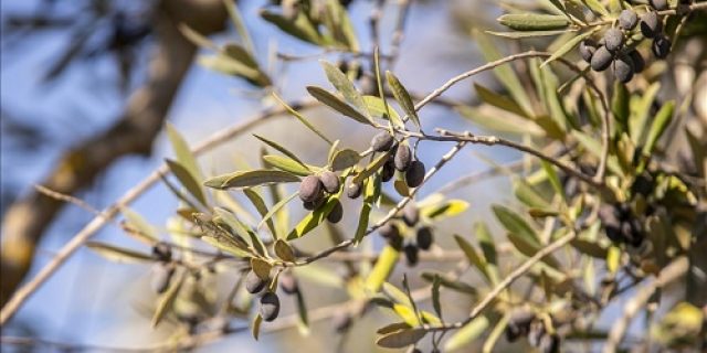 Lebanon: Lebih dari 60.000 pohon zaitun terbakar dalam serangan Israel