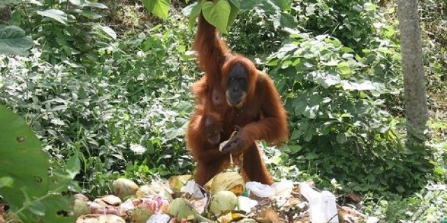 Kepunahan primata terbesar di dunia terkait perubahan iklim