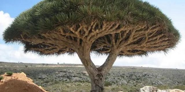 Dajjal, namanya terkenal, siapakah dia sebenarnya??