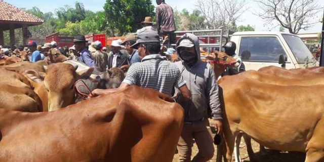 Jelang Hari Raya Idul Fitri, Omset Pedagang Sapi Di Pamekasan Menurun