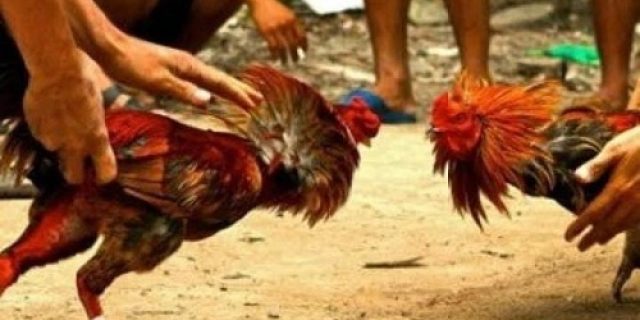 Judi Sabung Ayam di Padangan-Ngantru Kabupaten Tulungagung Makin Merajalela, Aparat Tak Berdaya Menindak Tegas