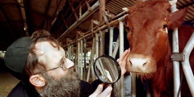 Israel Siapkan Ritual Sapi Merah Untuk Bangun Kuil Sulaiman ke-3 di lokasi Masjidil Aqsa Israel Siapkan Ritual Sapi Merah Untuk Bangun Kuil Sulaiman ke-3 di lokasi Masjidil Aqsa