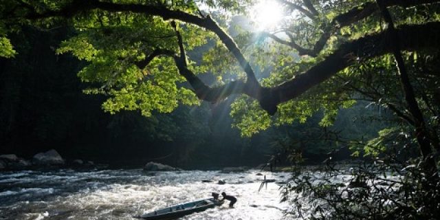Harapan untuk menyelamatkan hutan hujan di Sarawak, Kalimantan Malaysia