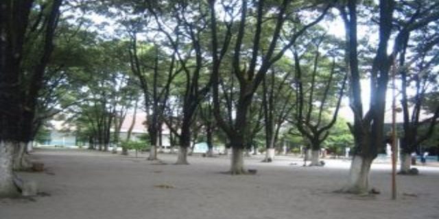 Ternyata pohon sawo adalah simbol jaringan ulama pengikut Pangeran Diponegoro.