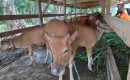 Jual Sapi Bantuan, Ketua Poktan Surya Jaya Desa Tarogan Akan dipolisikan